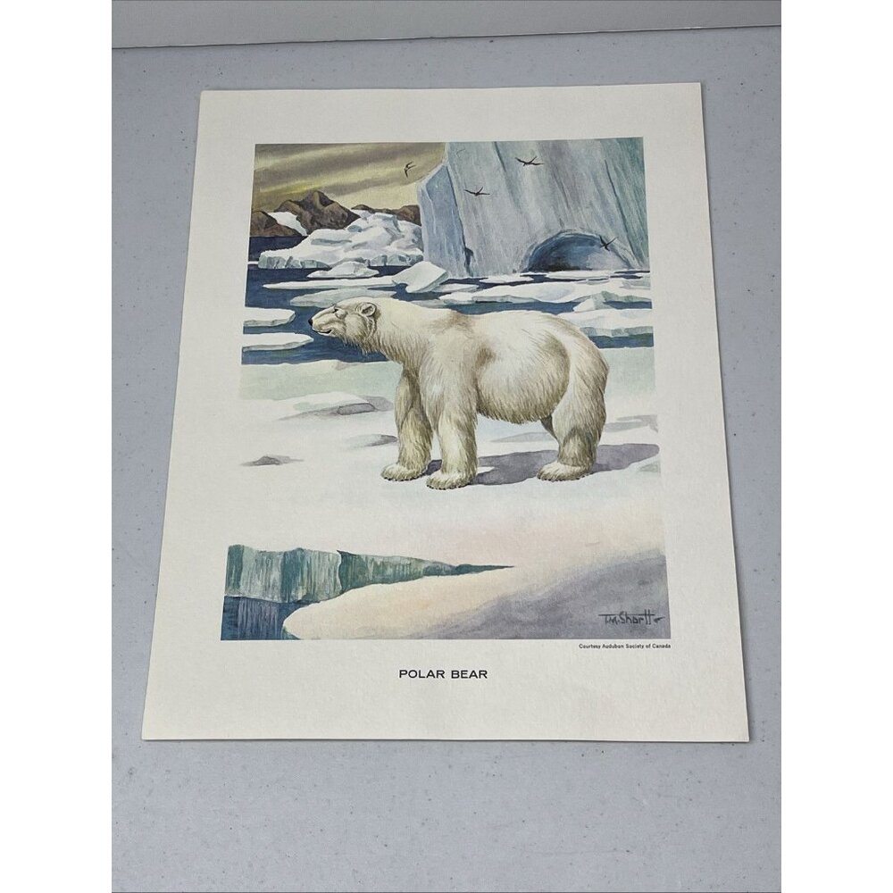 J.M. Shortt Polar Bear Audubon Society of Canada Print 11 X 8.5